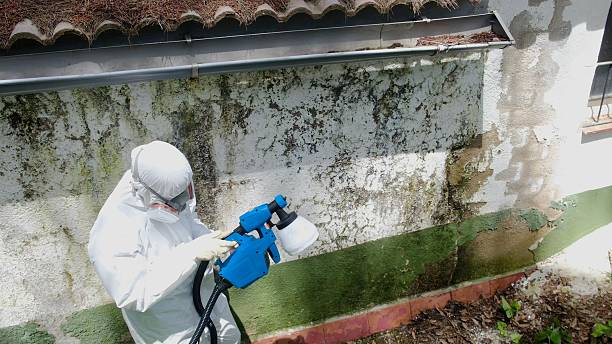Mold Removal service in Downers Grove